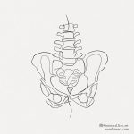 abstract-pelvis-line-art-tattoo-design-in-one-line