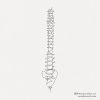 one-line-spine-tattoo-chiropractor-art